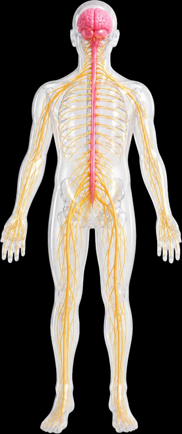 Diagrama del sistema nervioso humano